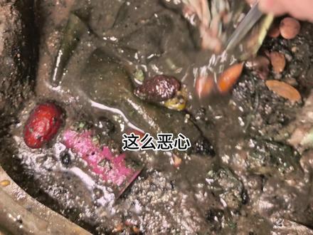 生化盒子制作第206天 清道夫前来挑战 #生化盒子 #制作过程 #黑暗料理 #重口味 #生化危机