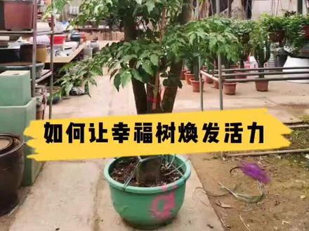 #幸福树 绿植租摆单位撤回来的幸福树不好看了,趁着春天把他剪了,2个月后又是一棵新树。绍兴花木租摆养护单位