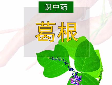 葛根:豆科植物野葛的干燥根。 #中药 #执业药师考试
