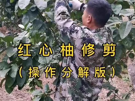 #柚子修枝 操作分解版,内行看门道,外行看热闹!#农村果园 #柑橘 #沃丰植保