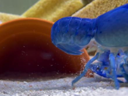 天空蓝魔鳌虾又要繁殖啦,这次要亲眼见证了! #水族 #蓝魔鳌虾 #养殖 #宠物 #万物可爱计划