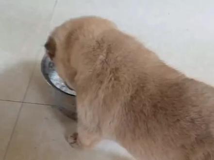 非常少见的兔尾小狗,老人说这种狗打猎很厉害#中华田园犬 #土猎 #土猎犬 #广西土猎