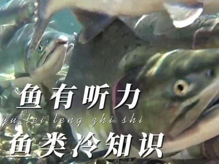 你知道鱼也有耳朵吗?#抖音自然 #神奇动物在抖音 #奇妙的动物 #大马哈鱼 #涨知识 #科普