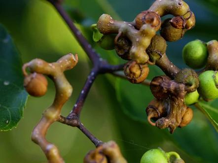 拐枣,可能是中国最古老的水果,北枳椇#一日一植物