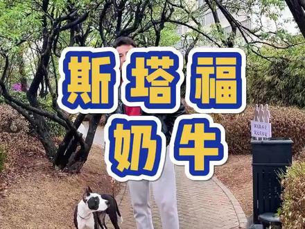 三军未定 粮草先行 先了解狗 再养狗#斯塔福犬 #狗狗 #训犬
