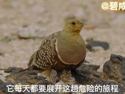 沙鸡拼着生命危险为家人取水#动物世界 #神奇动物在抖音 #取水的方式