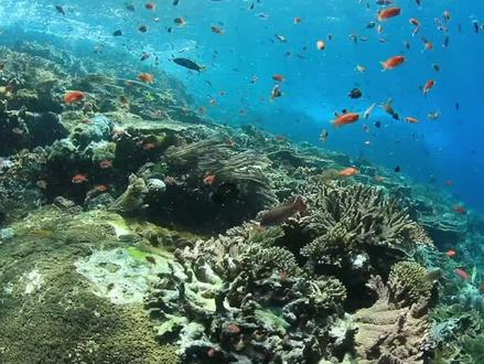 《富饶的西沙群岛》#每日一读 #日积月累 #小学课文朗读 #立冬