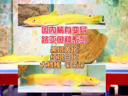 国内稀有变异路亚鱼种系列-黑眼黄化大鳍鳠-红眼白化大鳍鳠,双双来袭,俗称江鼠/石扁头等。遇到合适的鱼种,在困难也得排除万难整回来😄,特别感谢四川钓友@好多泡泡 邓兄和重庆钓友@渝鳜路亚一杨大厨 杨兄的馈赠🙏#豆爸先生养鱼日记 #豆鱼路亚