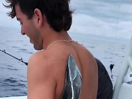 #世界上最聪明的鱼,自带吸盘喜欢吸附在大型的鱼类身上