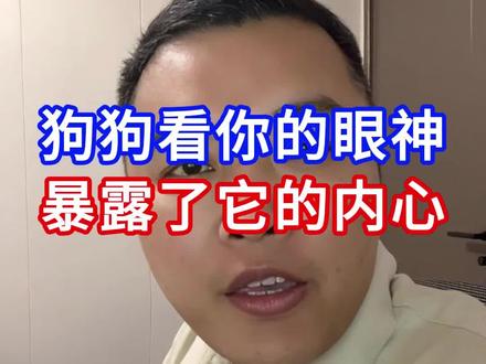 狗狗看你的眼神就暴露了它的内心#狗狗 #狗狗的日常 #养狗经验分享 #新手养狗 #养狗人