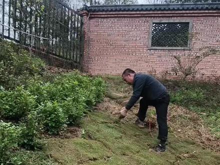 株洲新晋花海打卡地来了!
百米木绣球长廊正在蓄力🌿
五一满开,随手一拍都是治愈大片
住宿、下午茶、团建一站式安排
花期不等人,赶紧预约~
#株洲民宿 #木绣球花海 #五一去哪儿玩 #绣球花长廊 #株洲团建