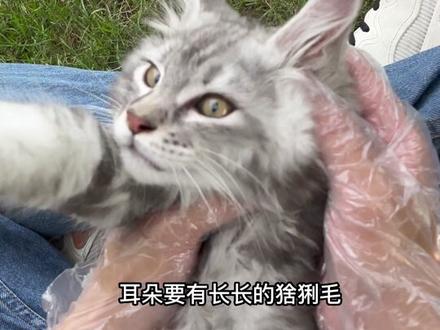缅因猫能有多听话?建议不要盲目入手缅因,太多不纯的了,怎样选缅因猫?#萌宠推荐官 #缅因猫 #缅因