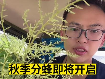 大部分地区9-10月还会迎来一波分蜂期,想诱蜂的不要错过这个机会#诱蜂 #诱蜂养蜂 #诱蜂蜡 #中蜂养殖#养蜂人
