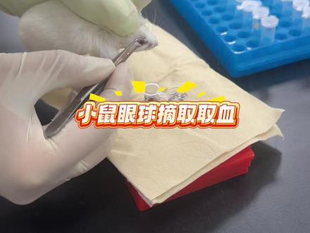 小鼠眼球摘取取血 #实验外包 #动物造模 #实验室日常 #眼球取血