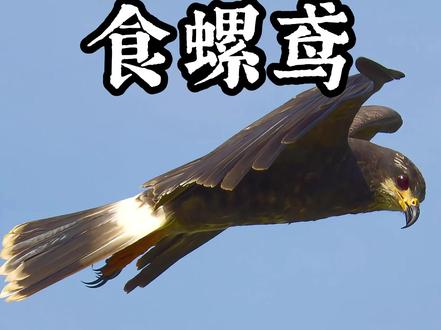 螺与鸢的致命较量 #食螺鸢 #苹果螺 #动物科普 #动物成精 #抖音精选