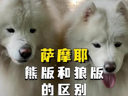 如何区分萨摩耶熊版和狼版?看这几点就行!#萨摩耶 #萨摩耶知识 #科学养宠攻略 #养宠进阶指南 #抖in萌宠计划