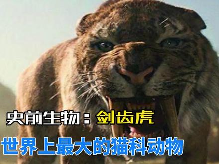 史上最强大的猫科动物,剑齿虎,巨大且锋利獠牙可以狩猎猛犸象#猛兽#史前巨兽#剑齿虎#老虎#动物科普#动物解说