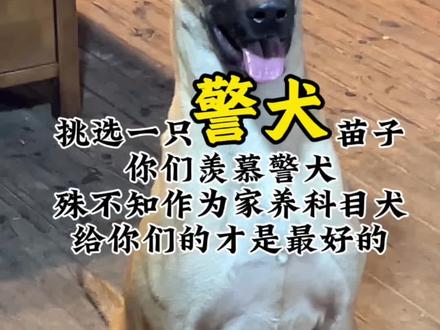 科目训练马犬 @亿融标榜犬业 和军哥一起玩你们居然去羡慕警犬?警用犬会做一些基础服从科目,每天更多的是重复相应岗位的实用性科目,以嗅觉作业偏多,也有部分治安防爆用,但都是分犬分工,术有专攻,不会让犬掌握太多的技能。相比我们要求的科目犬要求就多太多了,犬的亲和力,犬对主人的注意力,犬的科目观赏性,犬的外形条件,犬和人的合作互动性等等。因为我们所有的犬都是用最高的性能要求筛选回来的,大家看所有的犬状态都是一样的,因此会产生错觉,这些犬好像很平常,都是这样的。其实它们都是同类中的精英,只是看和什么群体比较,在我犬舍相互比较确实普通,和现实生活中你身边能接触到的那些狗狗比差距立马显现。就好比一个特种兵和一群特种兵比较他只是普普通通的一员。声明好狗在民间,包括我们犬舍这些科目犬绝大多数都来自普通家庭,我们只是有着丰富的资源放眼全国发现它们,一边解决主人不能继续养的问题,一边解决需要养这种犬的朋友的问题。#警犬 #护卫犬 #工作犬 #马犬 #训练马犬