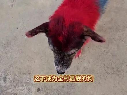 1月13日(采访时间),河南。过年了狗子也换新皮肤,主人:这下成为全村最靓的狗子!狗:……感谢分享@汇迈 #精神小狗#狗狗染色#回村后的狗