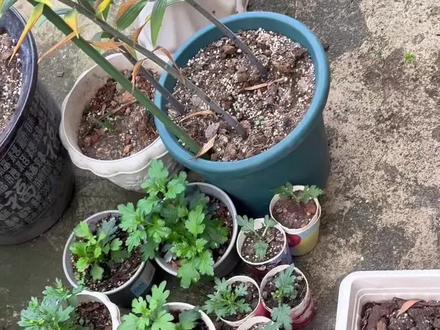 秋天我就可以收获一大片漂亮的菊花🫢🫢#喜欢养花交流养花绝招 #种植的乐趣 #菊花 #菊花扦插 #扦插
