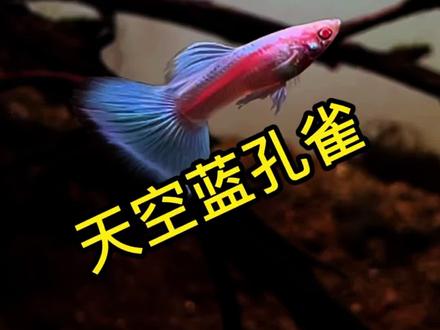 缸中缸 景中景#鱼缸