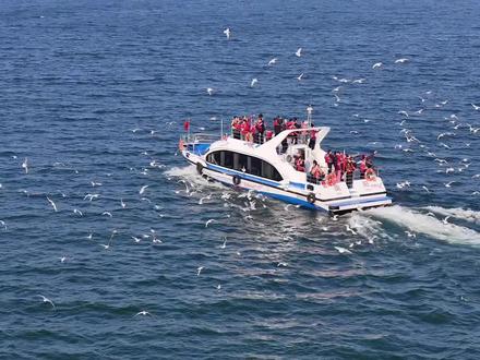 襄阳出发1h多直达,免费看海鸥的地方,这里是淅川宋岗码头#宋岗码头海鸥#从襄阳出发 #襄阳旅游 #宋岗码头#谷城小褚