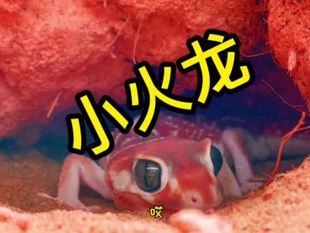 小火龙可咋办呢~#爬宠日常 #瘤尾守宫