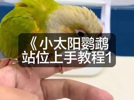 小太阳鹦鹉训练上手技能#小太阳鹦鹉 #小太阳鹦鹉训练技巧
