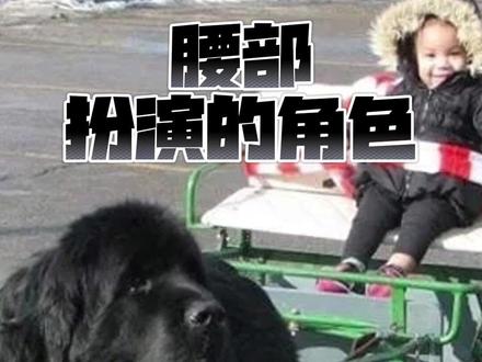 腰部扮演的角色
#老猫谈狗