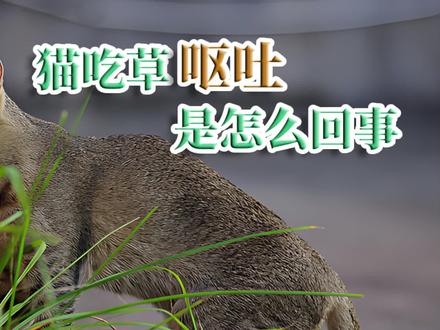 猫吃草呕吐是怎么回事#猫 #喵星人