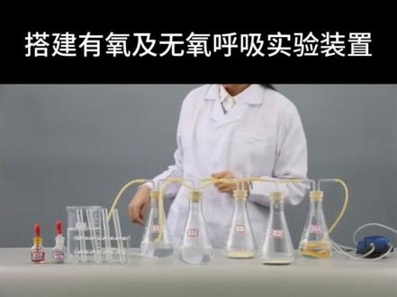 高中生物实验 | 探究酵母菌细胞呼吸的方式 #实验室日常#高中生物 #高中生物必修一 #酵母菌 #生物圈APP