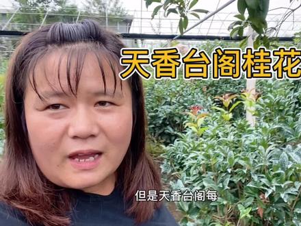 天香台阁和丹桂管理大不同,怎么修剪能出型?听花农小哥讲经验