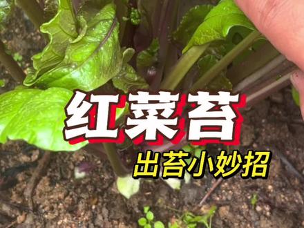 红菜苔只长叶不抽苔,该怎么办?#在家种菜 红菜苔#种植小技巧