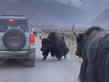 网友称青海一事业编岗位招聘,要求能“独立抓捕野牦牛"当地:是2020年的招聘信息非纯野生 种牛场培育用来科研的!#事业单位招聘 #青海 #耗牛