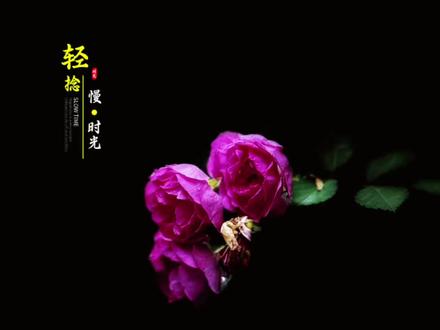 简单易学还高级、蔷薇花试试这样拍 #手机摄影 #拍摄技巧 #拍花技巧 #蔷薇花