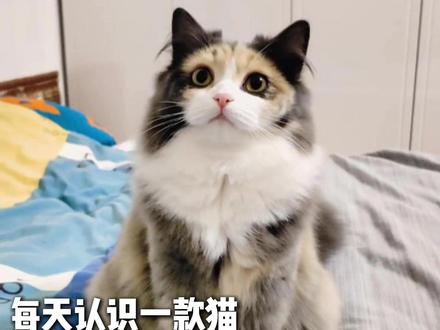 性格盲盒三花猫 #三花猫 #记录猫咪日常 #萌宠出道计划 #猫咪