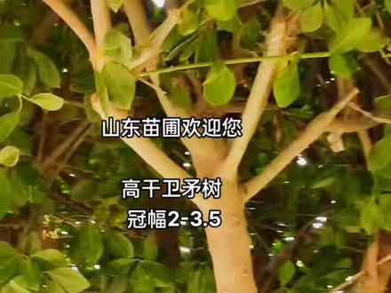 北方四季常绿乔木,丝棉木嫁接高干卫矛树,1.8分支,冠幅2-3.5米,冬季不落叶乔木#精品苗木 #苗圃基地