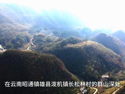 滇黔秘境・镇雄泼机十八罗汉撞金钟:喀斯特与民俗的共生奇观 在云南昭通镇雄县泼机镇长松林村的群山深处,藏着一处喀斯特地貌的天然杰作 —— 十八罗汉撞金钟。这片景观盘踞于小利口、大利口、响水岩一带,地处滇黔交界的咽喉之地,山脉蜿蜒延伸至泼机平天村,与贵州毕节青场镇的二龙关隔水相望,天然勾勒出两省交融的地理脉络。 两道高山如巨臂环抱,谷地之中,十八座圆锥形小山丘拔地而起。它们大小相近、形态酷似,排列得错落有致,宛如十八位肃穆的罗汉围立成圈;正中央,一座浑圆的山包静静伫立,被当地人唤作 “金钟”,完美构成 “十八罗汉围撞金钟” 的奇妙格局。更令人称奇的是山谷的回声效应,无论是悠扬的山歌,还是清脆的呼喊,声音都会在山体间反复反射、辗转回荡,久久不散,恰如罗汉撞钟的余音,让 “撞金钟” 的意境愈发真切,更添几分神秘氛围。 这片纯粹的自然象形景观,早已深深融入当地民俗文化。“十八罗汉撞金钟,谁人撞在龙钟口,儿子儿孙坐朝中” 的顺口溜在乡间代代相传,将地理奇景与乡土浪漫、风水想象紧密相连。它不仅是喀斯特地貌的鬼斧神工之作,更是泼机镇本土文化的鲜活载体,见证着地理与民俗的千年共生,成为滇黔边界上一道兼具自然之美与人文温度的独特风景线。