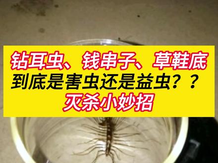 这些虫子到底是害虫还是益虫呢?谁能给我答案呢 #害虫