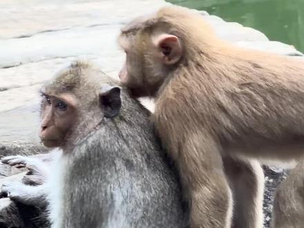 莉奥陪产佩兹莉-完整版 02026.1.22
#野生动物零距离 #神奇动物在抖音 #猴子 #万万没想到 #动物的迷惑行为