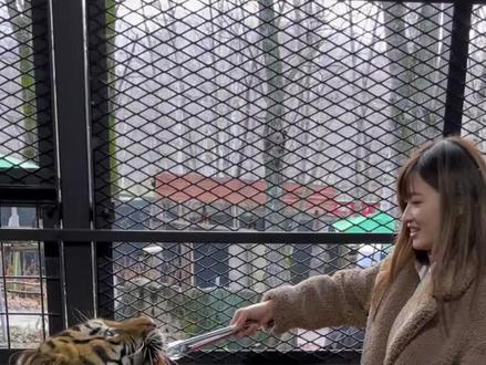 號稱全日本最危險的動物園...這樣的動物園你敢體驗嗎?
#日本 #日本生活 #日本旅行 #动物园 #动物园大冒险 #恐怖短片#危险瞬间 #北海道奇趣蛋