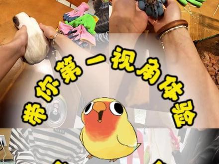 烟台鸟咖|带你第一视角体验-店长的一天 #鹦鹉 #萌宠 #鸟咖