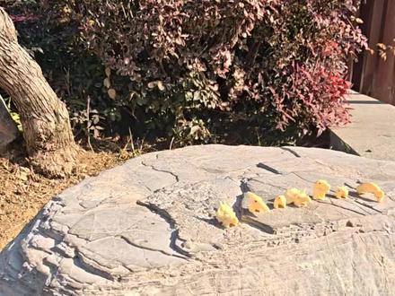 国产积木拼搭:恐龙人仔#积木 #乐高 #恐龙 #二次元 #玩具