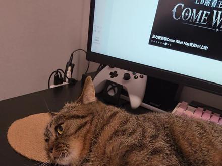 触发底层代码了#狸花猫