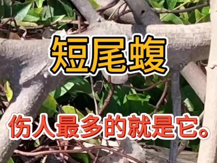 #真实生活分享计划 短尾蝮分布极广,全国绝大部分地区都有分布,是伤人最多的毒蛇,被咬不及时医治,可能致残,严重的可能致命#蛇 #我的农村生活 #毒蛇 #动物