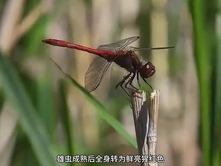 中国本土最常见的五种蜻蜓