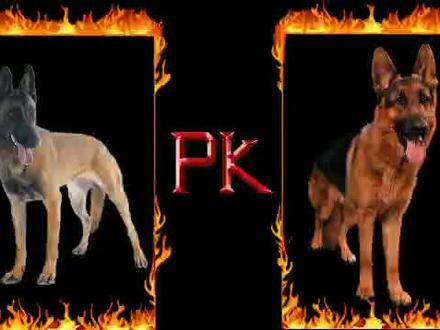 马犬德牧对比 谁才是警犬中的老大 两者谁更厉害