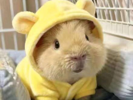 人类的伙伴豚鼠#科普 #涨知识 #豚鼠