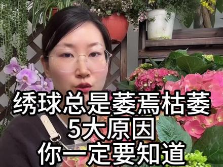 绣球花总是花朵萎焉,5大原因给你说明白#绣球花 #绣球养护