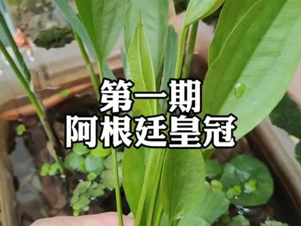阿根廷皇冠水草,分为水上叶和水下叶,能在水中和半水中生长,净水能力超强又大气好看,很适合龟缸鱼缸造景使用#生态缸#阿根廷皇冠#古法养鱼#鱼缸中的大自然
